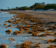 How farmers and seaweed can help tackle ocean pollution