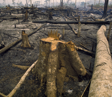 MPs call for UK ban on trade and financing of deforestation-linked goods