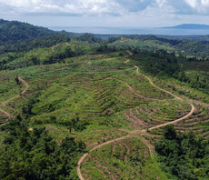 Palm oil in top brands' products linked to rainforest destruction in Papua New Guinea, investigation finds