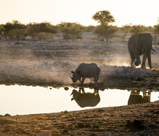 Global biodiversity and climate projects secure £100m UK aid boost