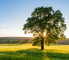 'We cannot rely on voluntary measures': WWF calls for net zero mandate for large UK firms