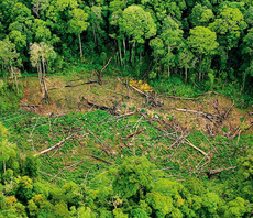 'Commitment for Nature': WWF and top supermarkets team up in pledge to halt biodiversity loss