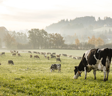 'Peak meat': Why investors are predicting global emissions reduction will outpace current climate plans